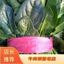 精品菠菜，20------30厘米质量好，货源充足，诚信