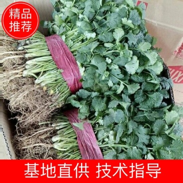 【香菜】大叶香菜河南香菜质量优质欢迎各位老板咨询