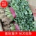 【香菜】大叶香菜河南香菜质量优质欢迎各位老板咨询
