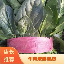 河南菠菜大叶菠菜小叶菠菜品种齐全产地直发质量保证