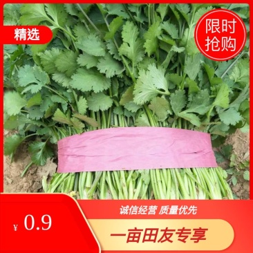 香菜精品大叶香菜20—30厘米河南濮阳可发全国