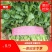香菜精品大叶香菜20—30厘米河南濮阳可发全国