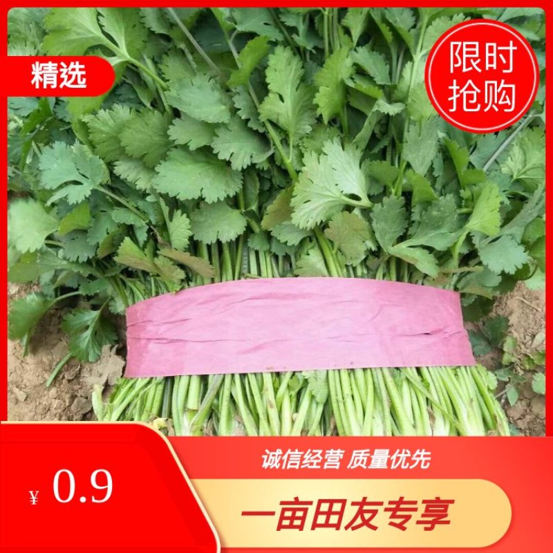 香菜精品大叶香菜20—30厘米河南濮阳可发全国