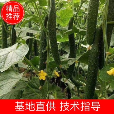 黄瓜【密刺黄瓜】万亩黄瓜大量上市黑油亮新鲜货源大量现货