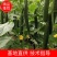 黄瓜【密刺黄瓜】万亩黄瓜大量上市黑油亮新鲜货源大量现货