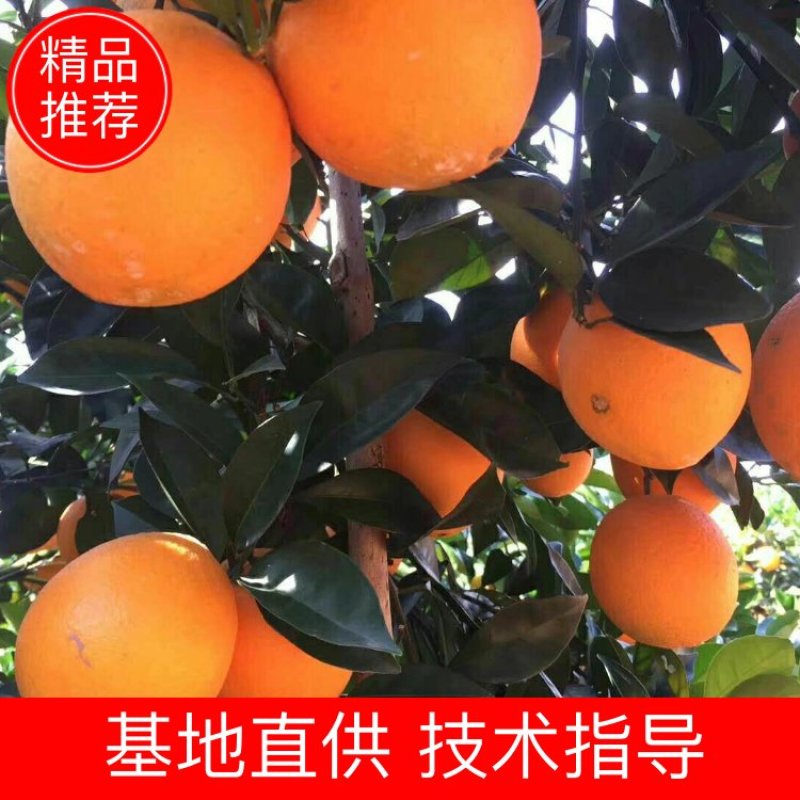 广西富川纽荷尔脐橙—富川脐橙又脆又爽口，口感好，欢迎电话咨询