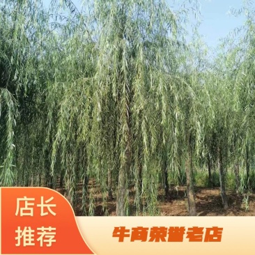 嫁接柳树大量供应中，成活率高，一手货源，欢迎采购
