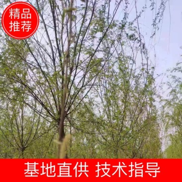 金丝垂柳大量供应中，成活率高，一手货源，欢迎采购交流看货