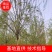 金丝垂柳大量供应中，成活率高，一手货源，欢迎采购交流看货