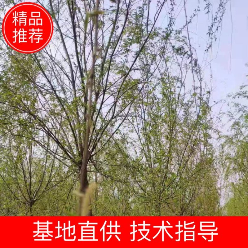 金丝垂柳大量供应中，成活率高，一手货源，欢迎采购交流看货