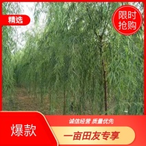 金丝垂柳大量供应中，成活率高，一手货源，欢迎采购交流看货