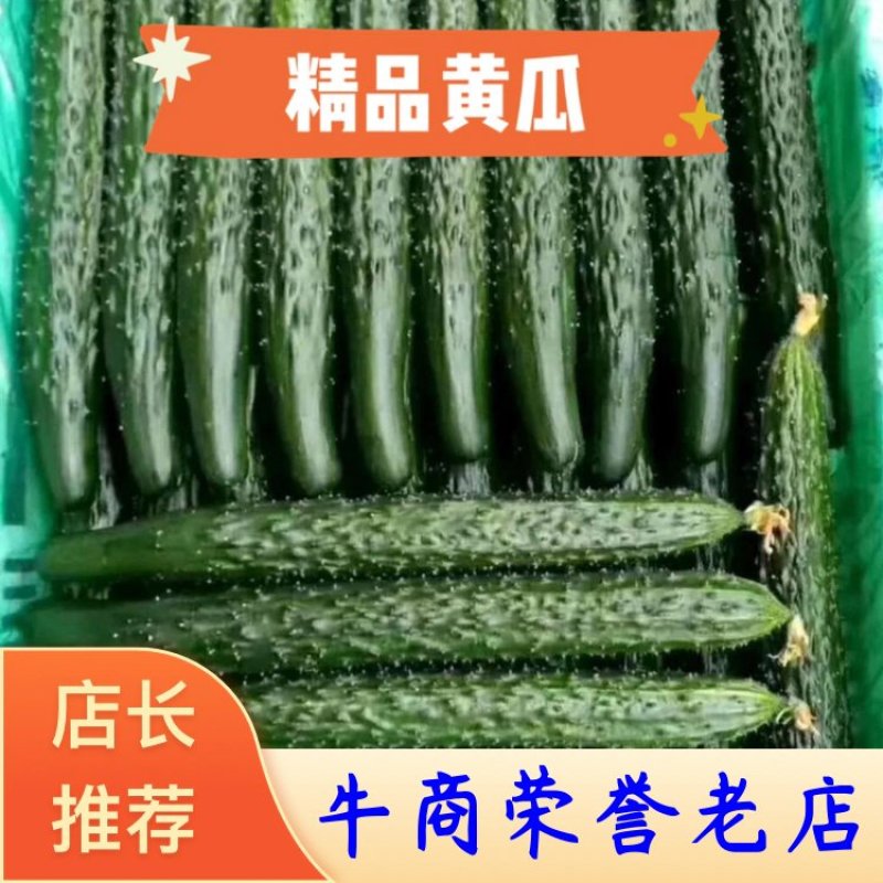 河南省夏邑县精品大棚黄瓜，保质保量，量大从优，欢迎选购