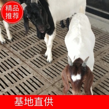 诚信商家货到付款黑山羊大白山羊绵羊杂交肉羊萨福克澳洲白