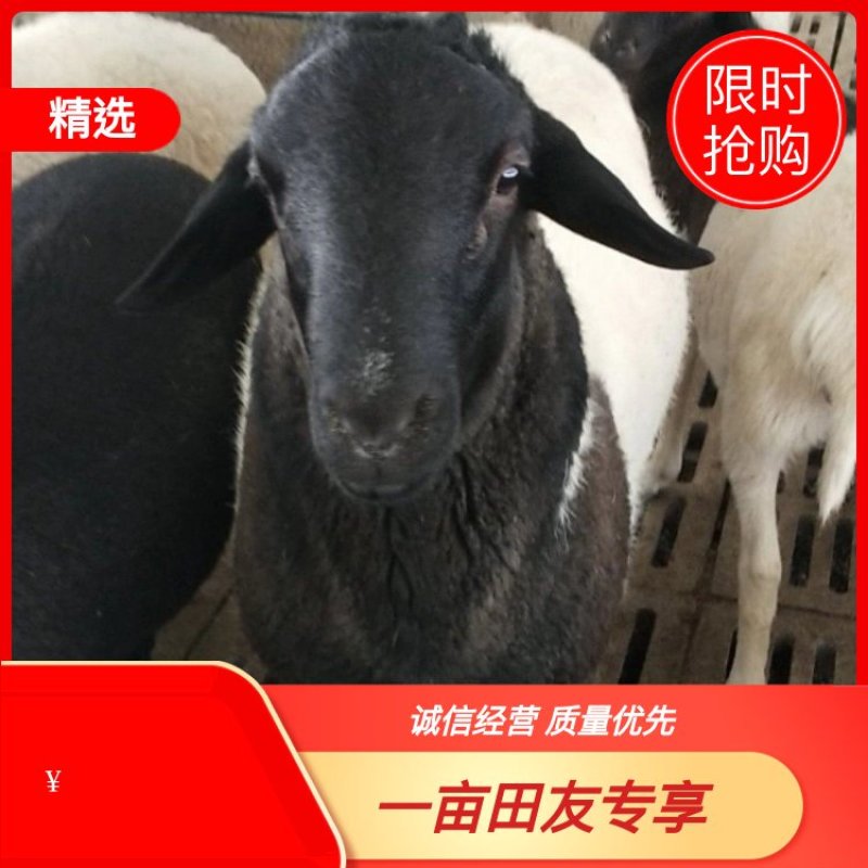 诚信商家货到付款绵阳山羊奶山羊黑头杜泊澳洲白种公