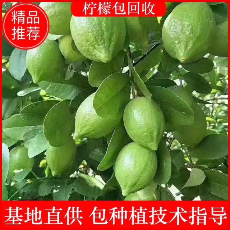 广东香水柠檬苗柠檬苗【技术指导，柠檬包回收】基地直发