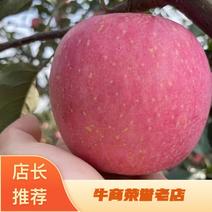 辽宁葫芦岛精品苹果冷库寒富苹果产地直发货量充足