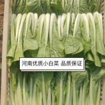 白菜商丘小白菜保证新鲜一手货源可视频看货品质保证