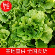 【生菜】意大利生菜产地直销可视频量大从优