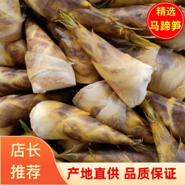 马蹄笋产地直接供应新鲜马蹄笋货源充足价格实惠欢迎采购