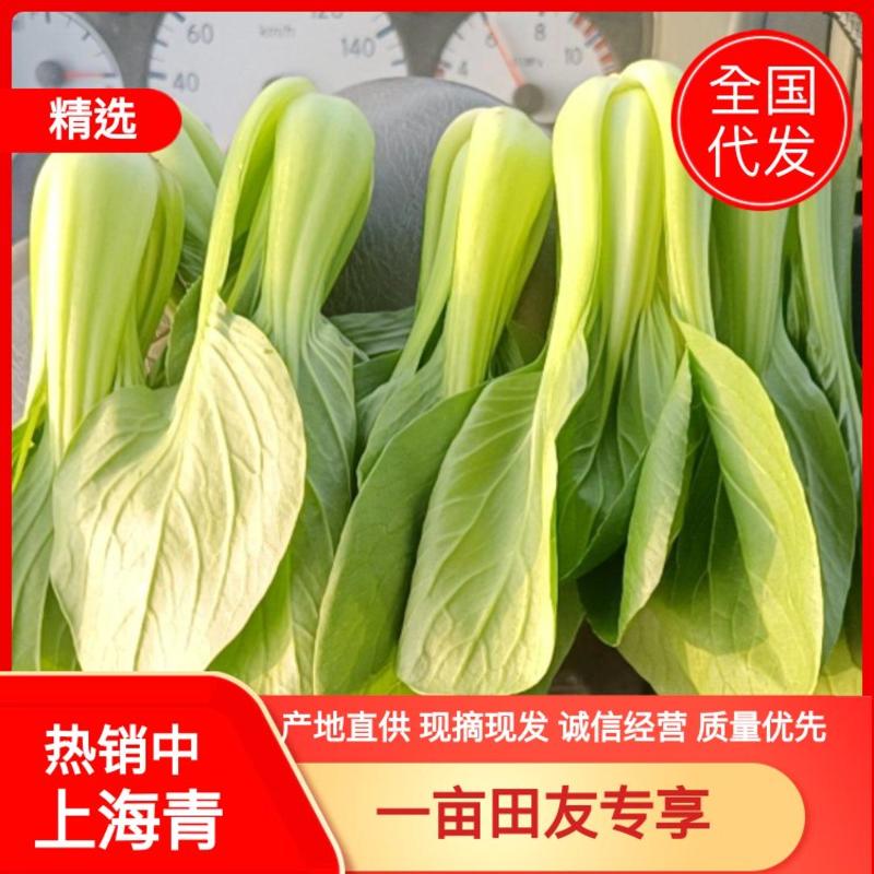精品小油菜上海青全国各地发货质量保证支持产地看货