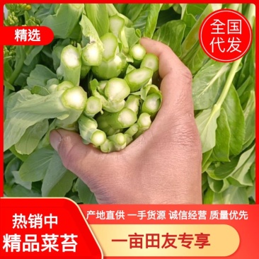 精品菜苔，油菜无空心全国代办，预冷打包上车一条龙服务