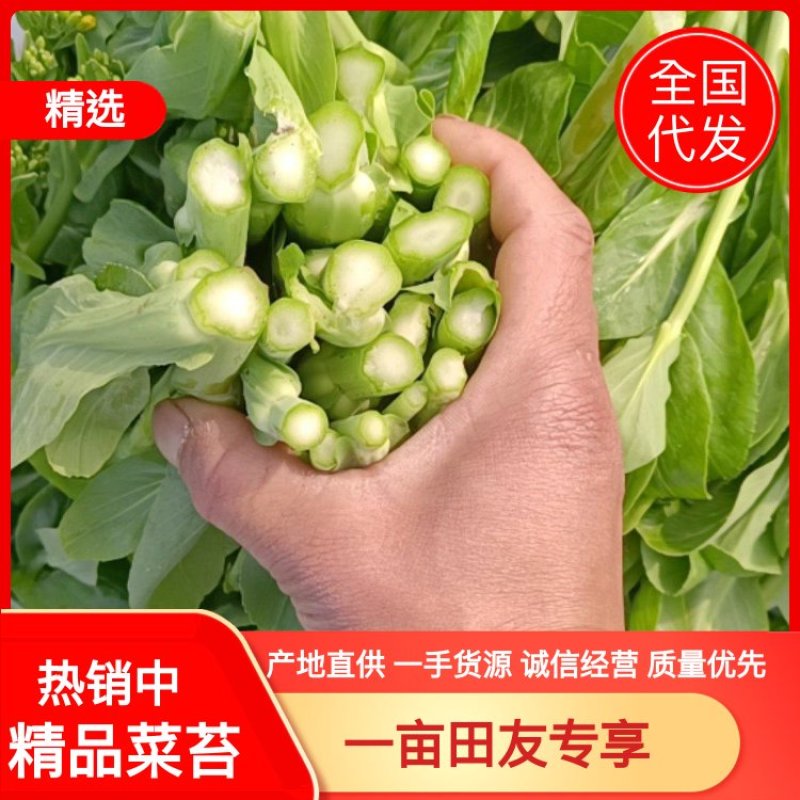 精品菜苔，油菜无空心全国代办，预冷打包上车一条龙服务