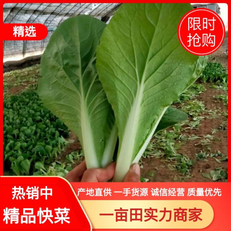 安徽太和县产地，精品快菜，上海青产地直供，量大优惠