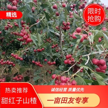 甜红子山楂，糖炒山楂糖雪球专用果，甜口山楂