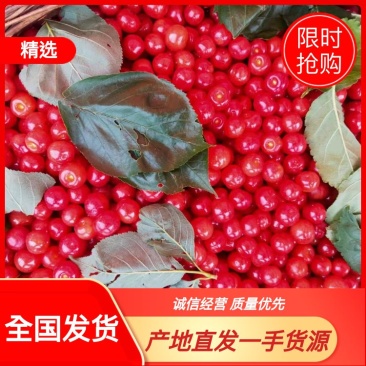 土樱桃现摘现发大量供应全国发货量大从优质量保证