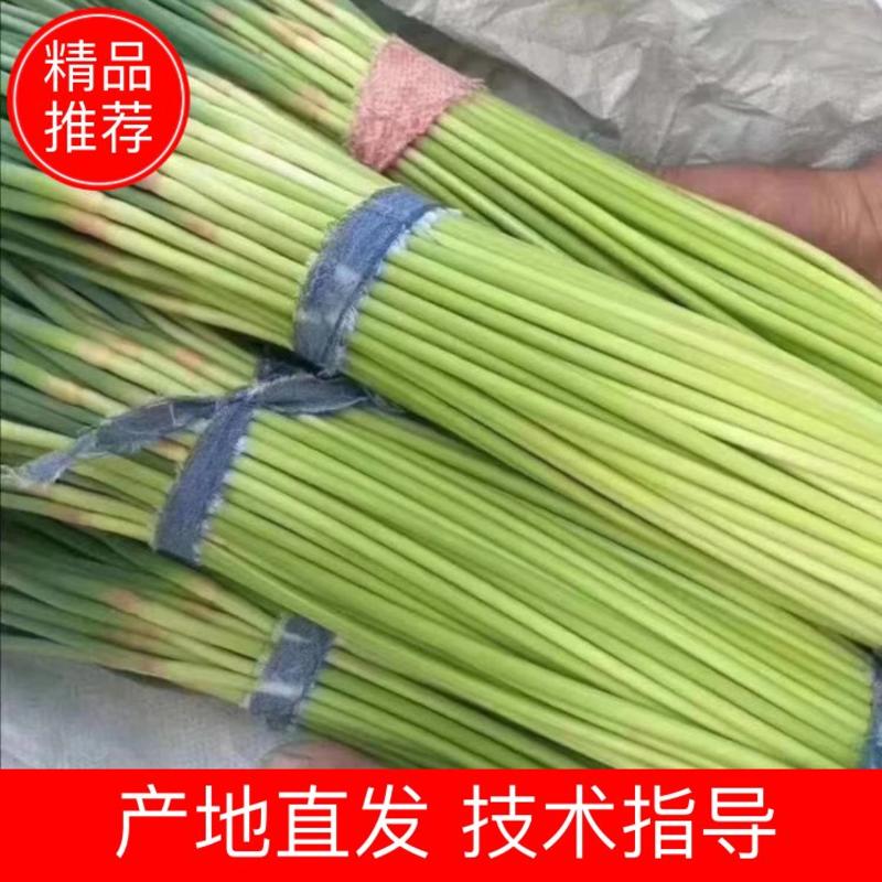 山东省东明县红毛精品蒜苔大量上市中欢迎新老顾客选购