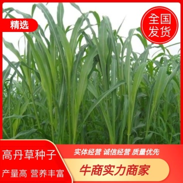山东精品高丹王草耐盐碱抗旱抗涝茎粗叶宽出草量高