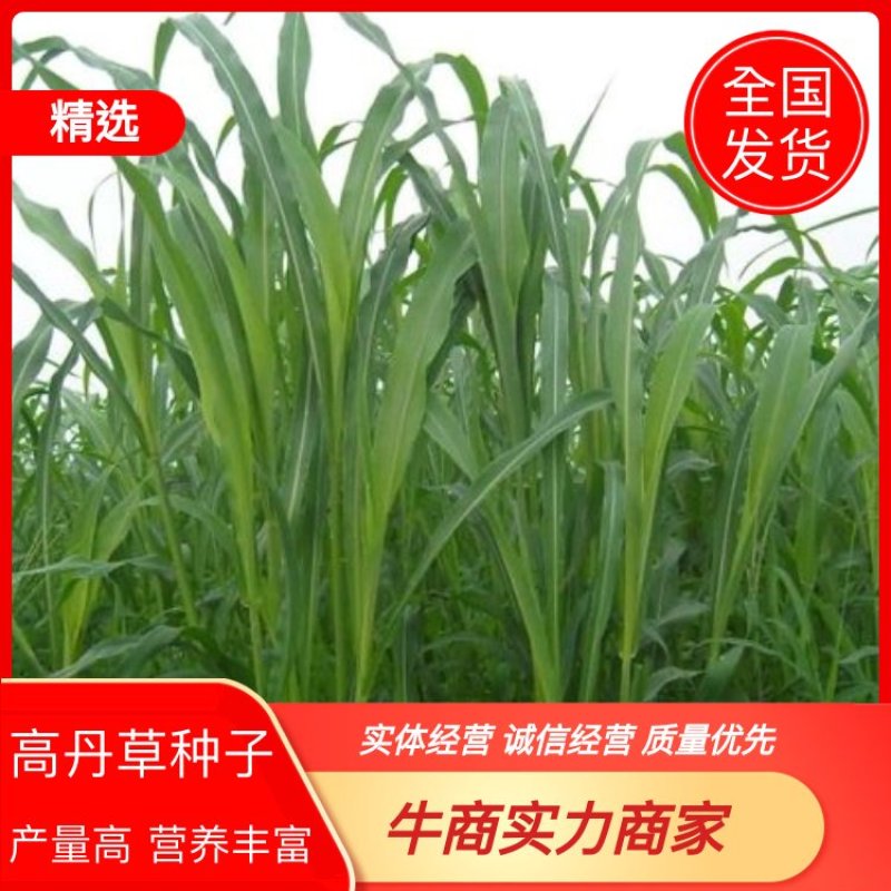 山东精品高丹王草耐盐碱抗旱抗涝茎粗叶宽出草量高