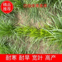 精品多年黑麦草四季常青多年生植物叶片柔软全国发货