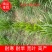 精品多年黑麦草四季常青多年生植物叶片柔软全国发货