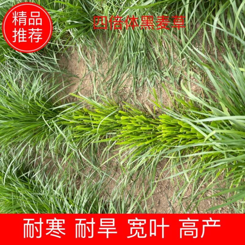 精品多年黑麦草四季常青多年生植物叶片柔软全国发货