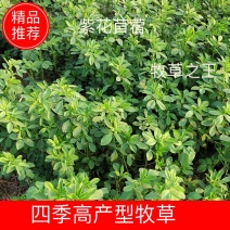 紫花苜蓿草种子四季牧草