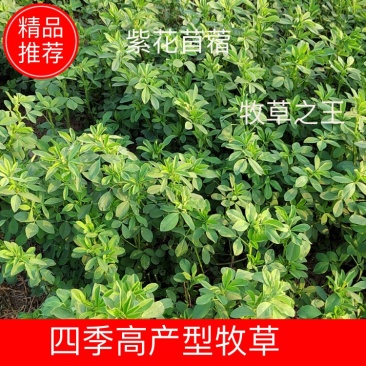 紫花苜蓿草种子四季牧草