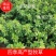 紫花苜蓿草种子四季牧草