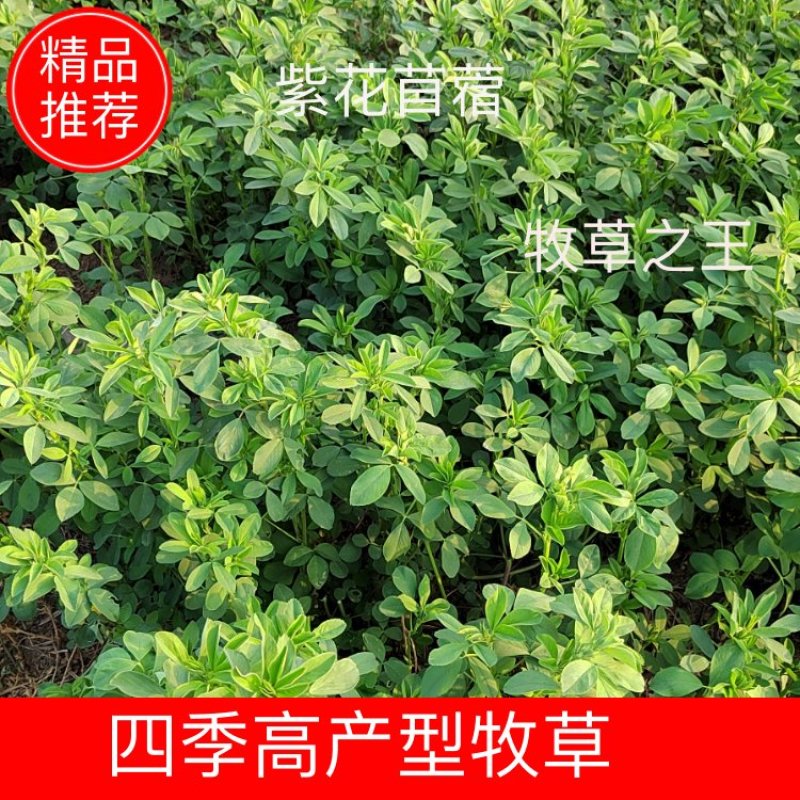 紫花苜蓿草种子四季牧草