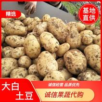 城固县沃土5号土豆，皮毛靓，个头大，全国供货，一手货源