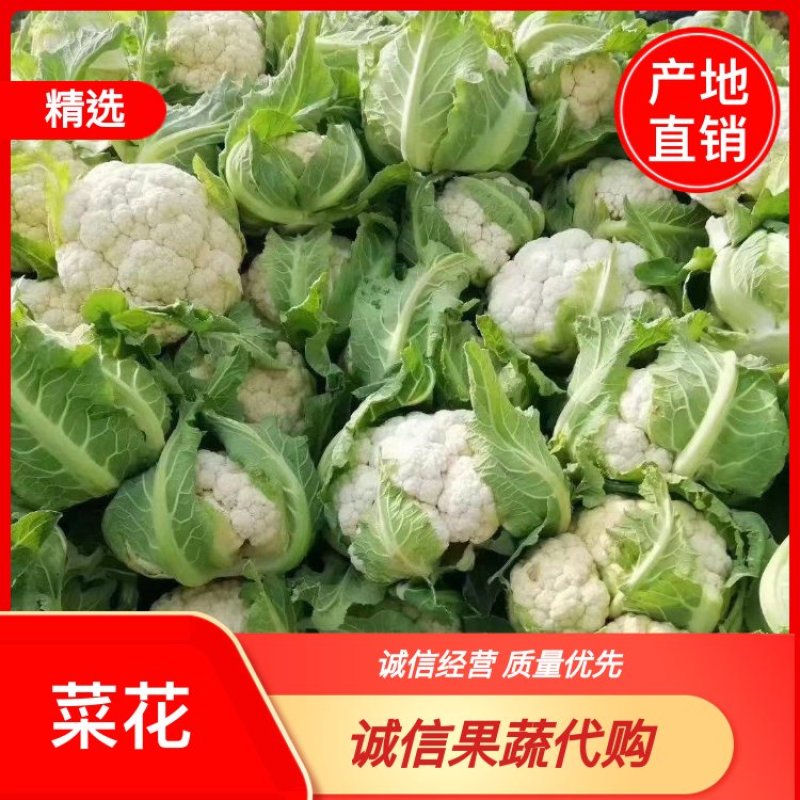 汉中城固菜花精品实菜花乳白紧花，全国发货，产地直发