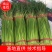 菏泽东明县精品红毛蒜苔正在大量上市中欢迎新老顾客前来选购