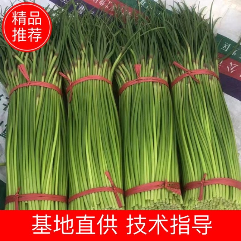 菏泽东明县精品红毛蒜苔正在大量上市中欢迎新老顾客前来选购