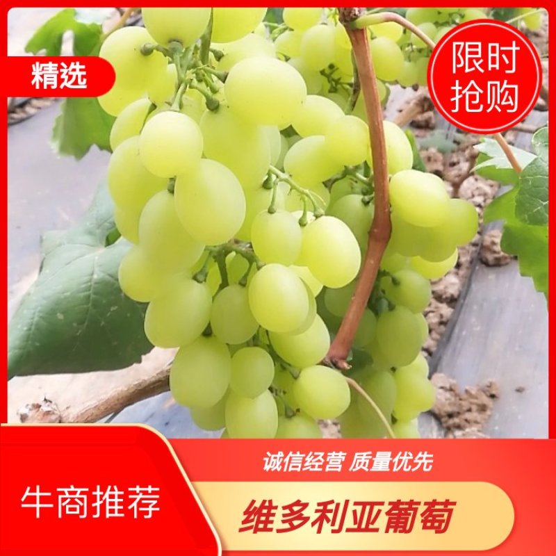 山东临沂维多利亚葡萄大批量上市了，欢迎来电咨询合作