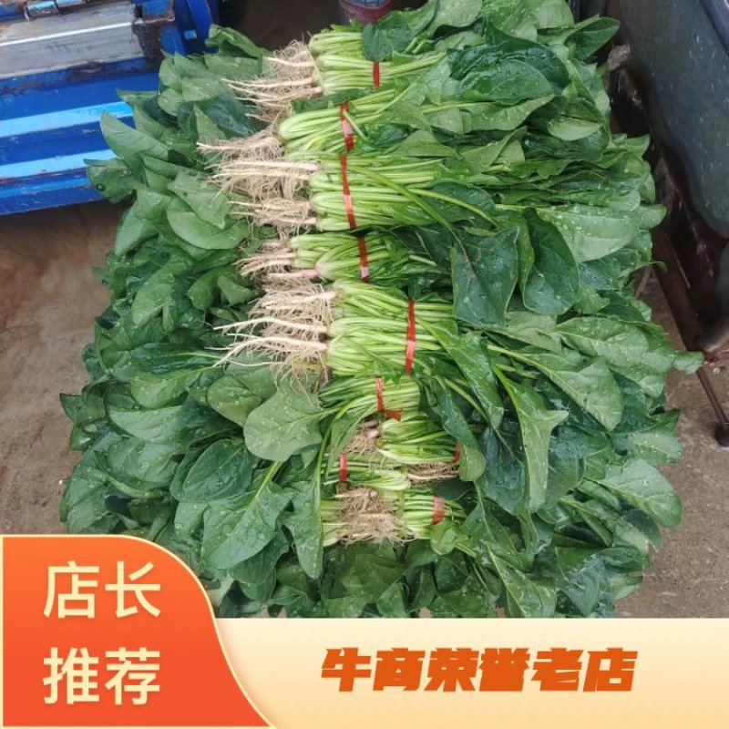 精品菠菜大量上市中量大从优欢迎选购支持视频看货