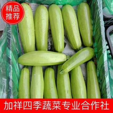 【西葫芦】大量上市产地直发货源充足。