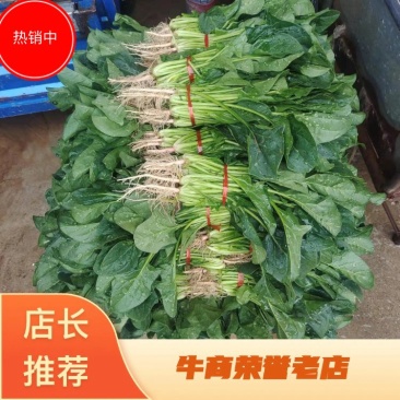 精品菠菜大量上市中量大从优欢迎选购支持视频看货