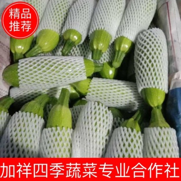 西葫芦，现已大量上市，货源充足，量大价优，欢迎采购