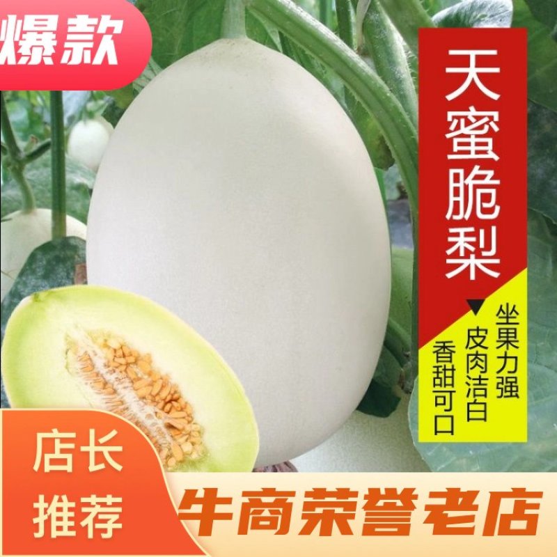 【推荐】脆梨甜瓜，山东天蜜脆梨甜瓜，优选品质，大量供货