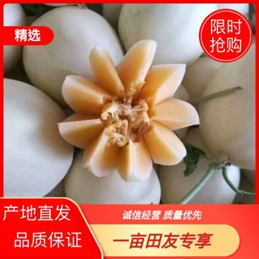 红金蜜甜瓜脆梨甜瓜东方蜜甜瓜玉菇甜瓜甜红玉甜瓜